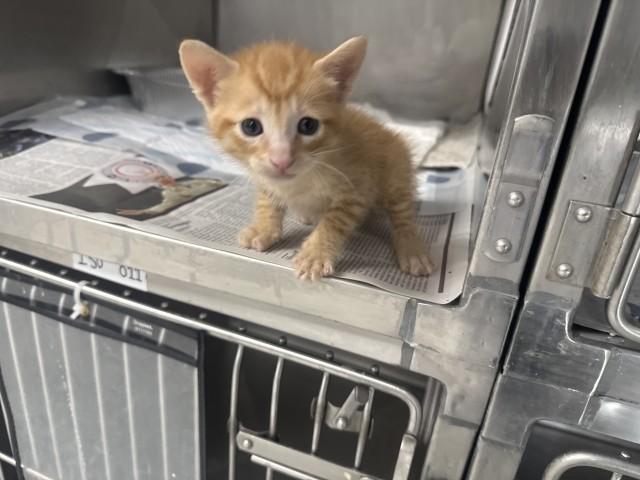 AIDEN, Adoptable, Young Male Domestic Short Hair.