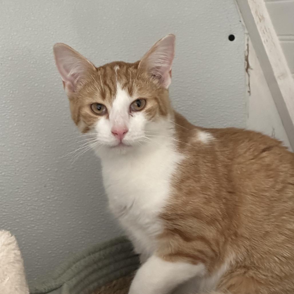 Enlarge John Deere, a Adoptable Domestic Short Hair in Leechburg, PA image 2/4