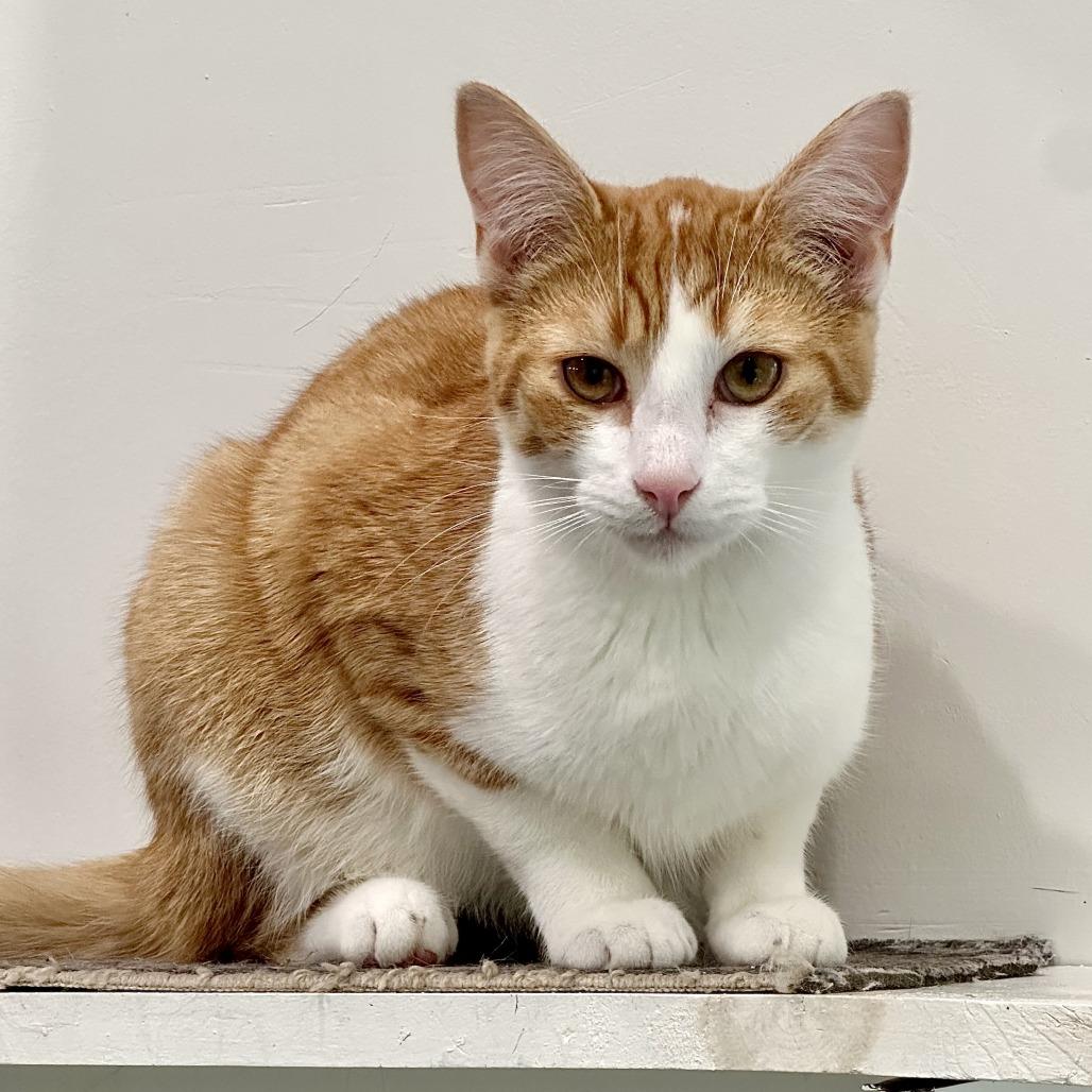 Enlarge John Deere, a Adoptable Domestic Short Hair in Leechburg, PA image 3/4