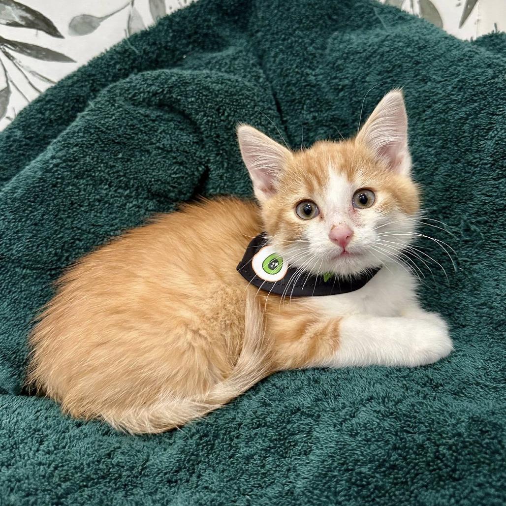 Enlarge John Deere, a Adoptable Domestic Short Hair in Leechburg, PA image 4/4