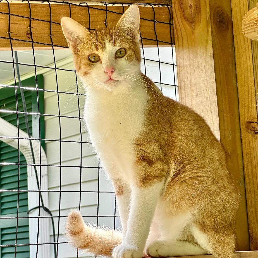 John Deere, Adoptable, Young Male Domestic Short Hair.