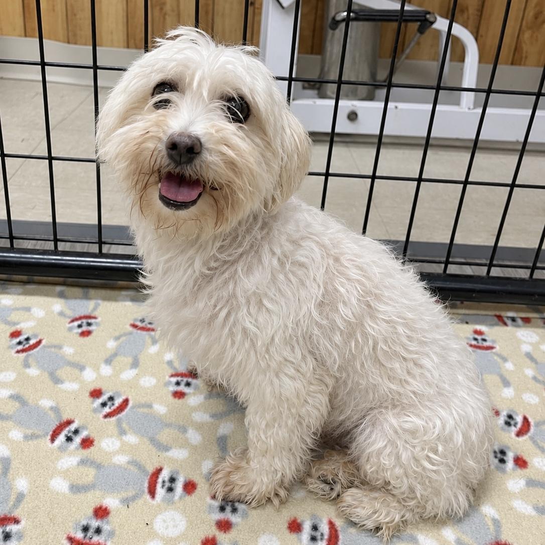 Enlarge Cordoba, a Adoptable Maltese in Hartland, WI image 5/6