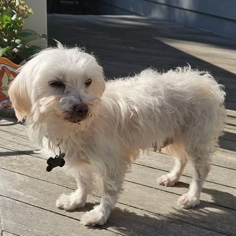 Enlarge Cordoba, a Adoptable Maltese in Hartland, WI image 2/6