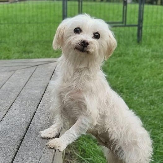 Enlarge Cordoba, a Adoptable Maltese in Hartland, WI image 3/6