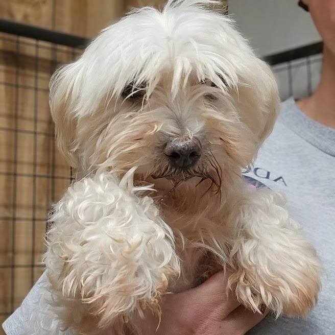 Enlarge Cordoba, a Adoptable Maltese in Hartland, WI image 6/6