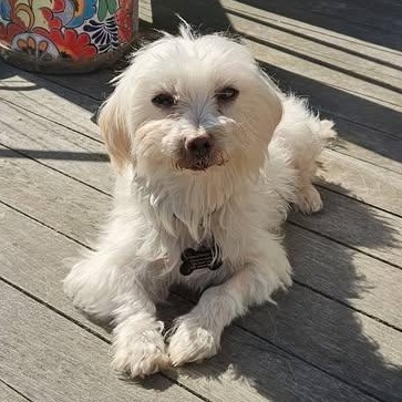 Cordoba, Adoptable, Adult Female Maltese.