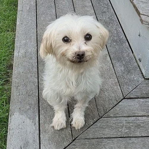 Enlarge Cordoba, a Adoptable Maltese in Hartland, WI image 4/6