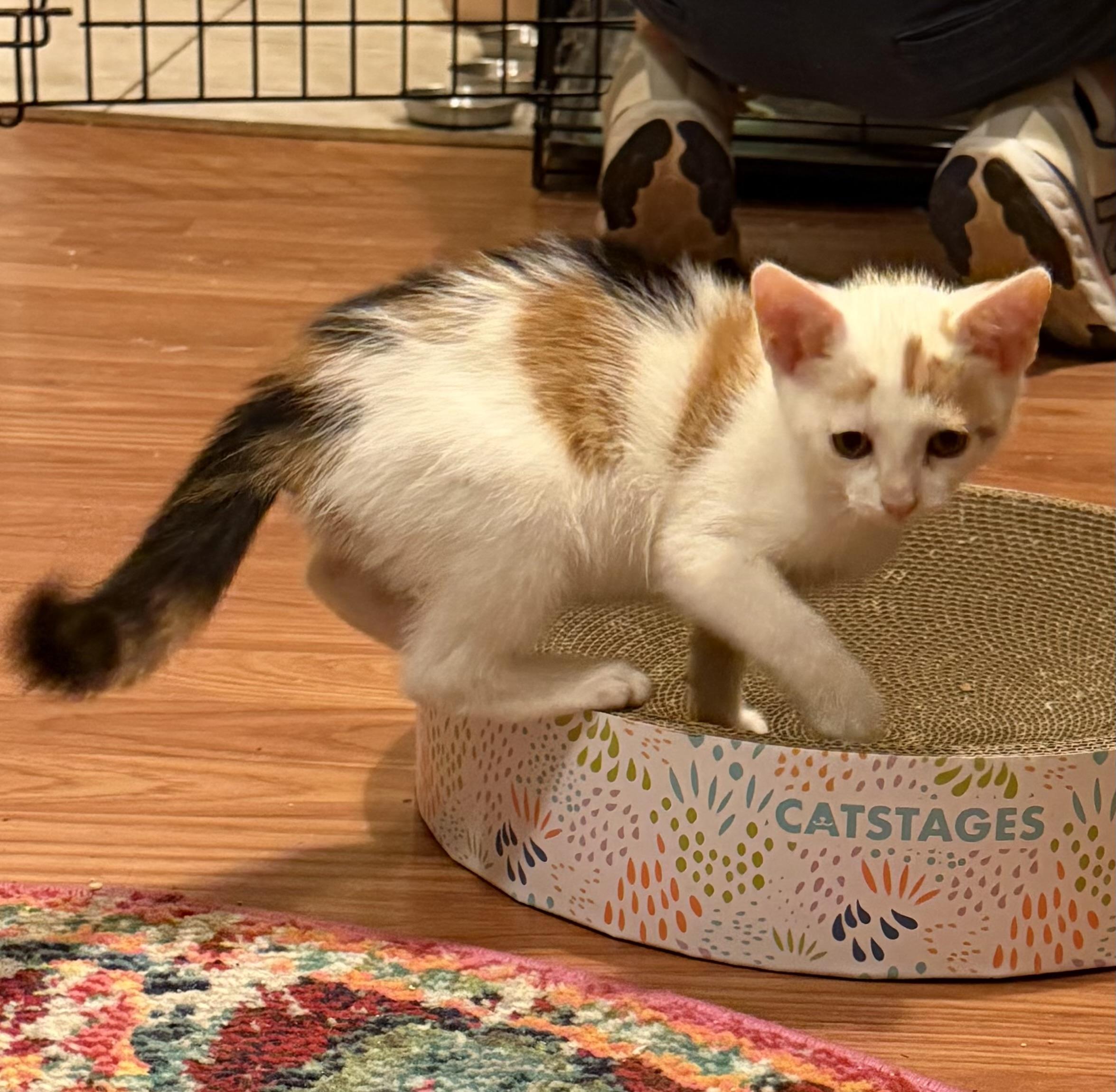 Enlarge Callie, a Adoptable Domestic Short Hair in Oriental, NC image 1/1