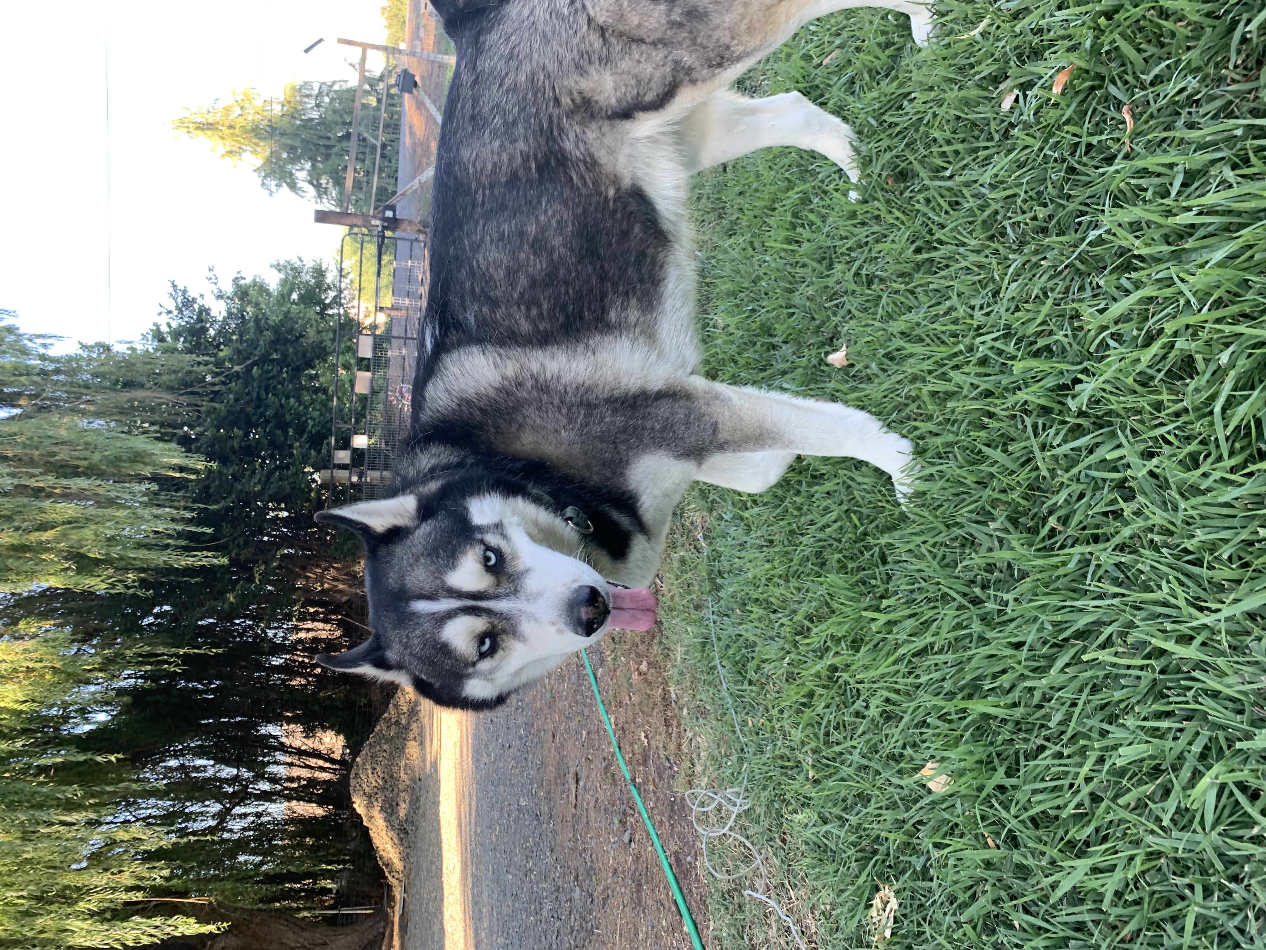 Bo, an adoptable Husky in Selah, WA, 98942 | Photo Image 2