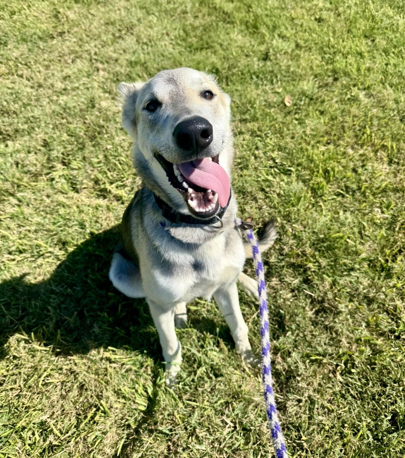 Doug E. Fresh, Adopted, Puppy Male German Shepherd Dog.