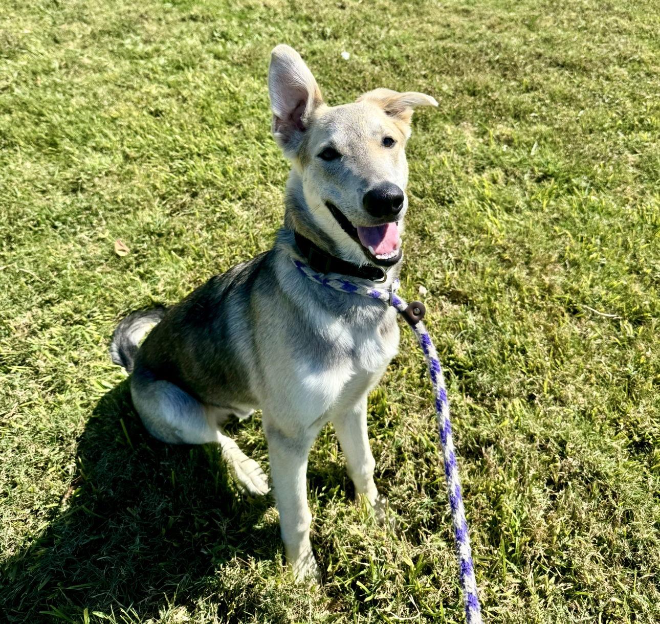Enlarge Doug E. Fresh, a Adopted German Shepherd Dog in Houston, TX image 2/3