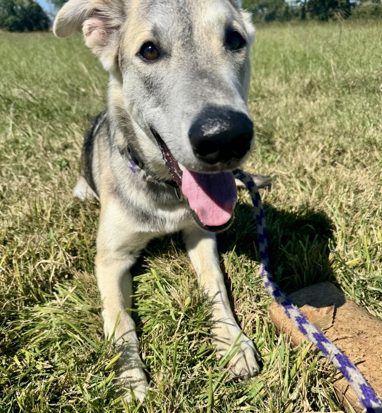 Enlarge Doug E. Fresh, a Adopted German Shepherd Dog in Houston, TX image 3/3