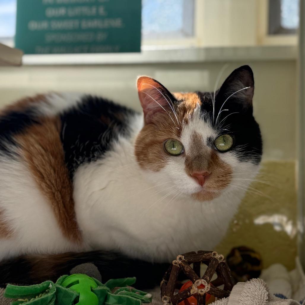 Zooli, Adoptable, Adult Female Domestic Short Hair.