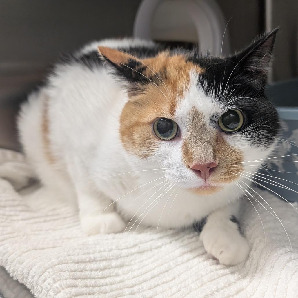 Enlarge Zooli, a Adoptable Domestic Short Hair in West Olive, MI image 2/6