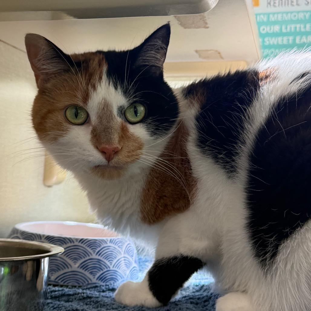 Enlarge Zooli, a Adoptable Domestic Short Hair in West Olive, MI image 3/6