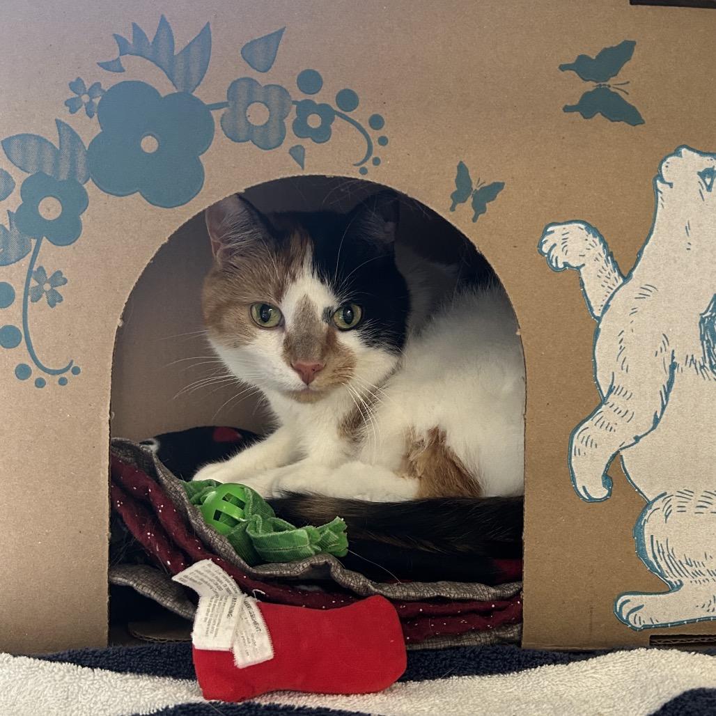 Enlarge Zooli, a Adoptable Domestic Short Hair in West Olive, MI image 4/6