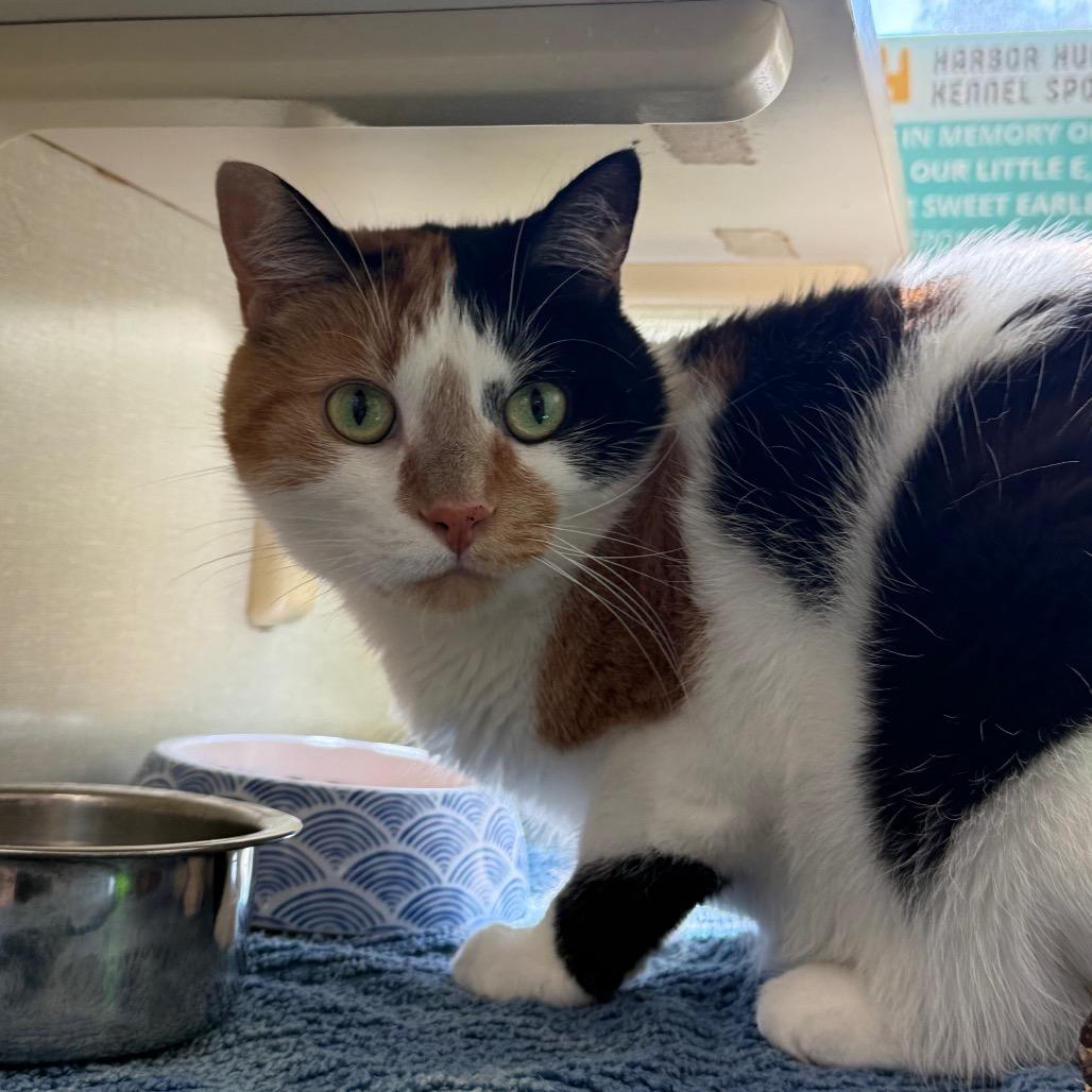 Enlarge Zooli, a Adoptable Domestic Short Hair in West Olive, MI image 5/6