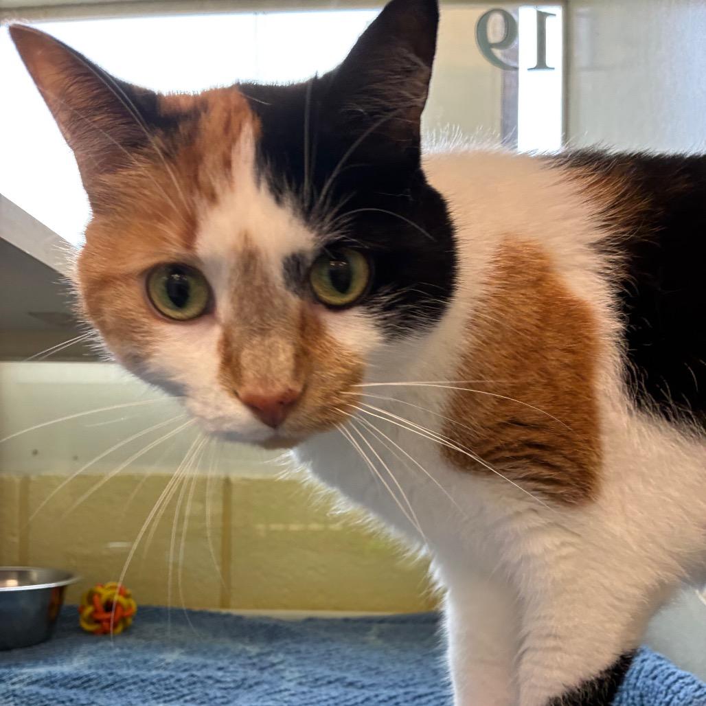 Enlarge Zooli, a Adoptable Domestic Short Hair in West Olive, MI image 6/6