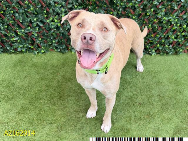 GUNNAR, Adoptable, Adult Male Mixed Breed & Mixed Breed.