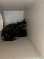 Enlarge Briella, a Adoptable American Shorthair in Steamboat Springs, CO image 1/1