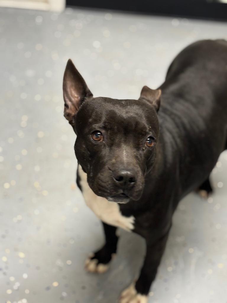 Enlarge Big Batty, a Adoptable mixed breed in Seven Points, TX image 1/1