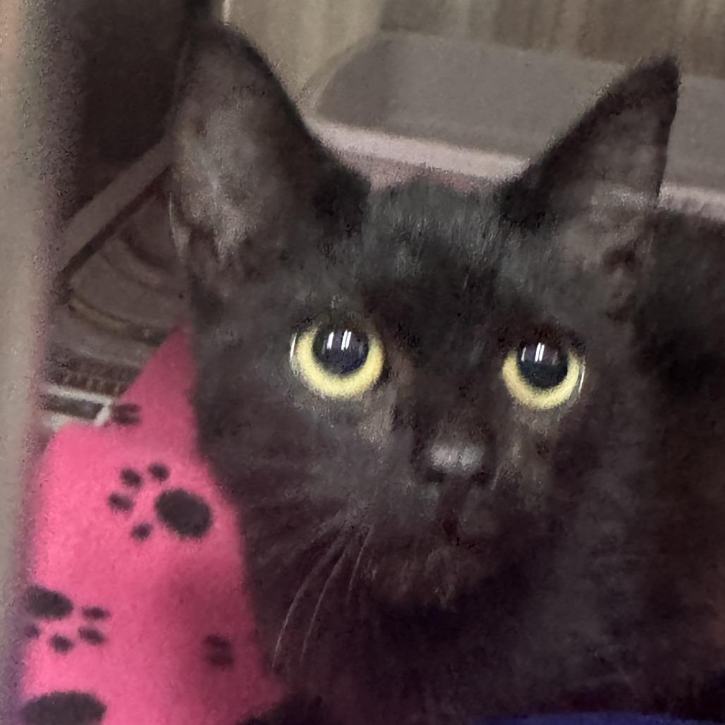 Turing, Adoptable, Young Male Domestic Short Hair.