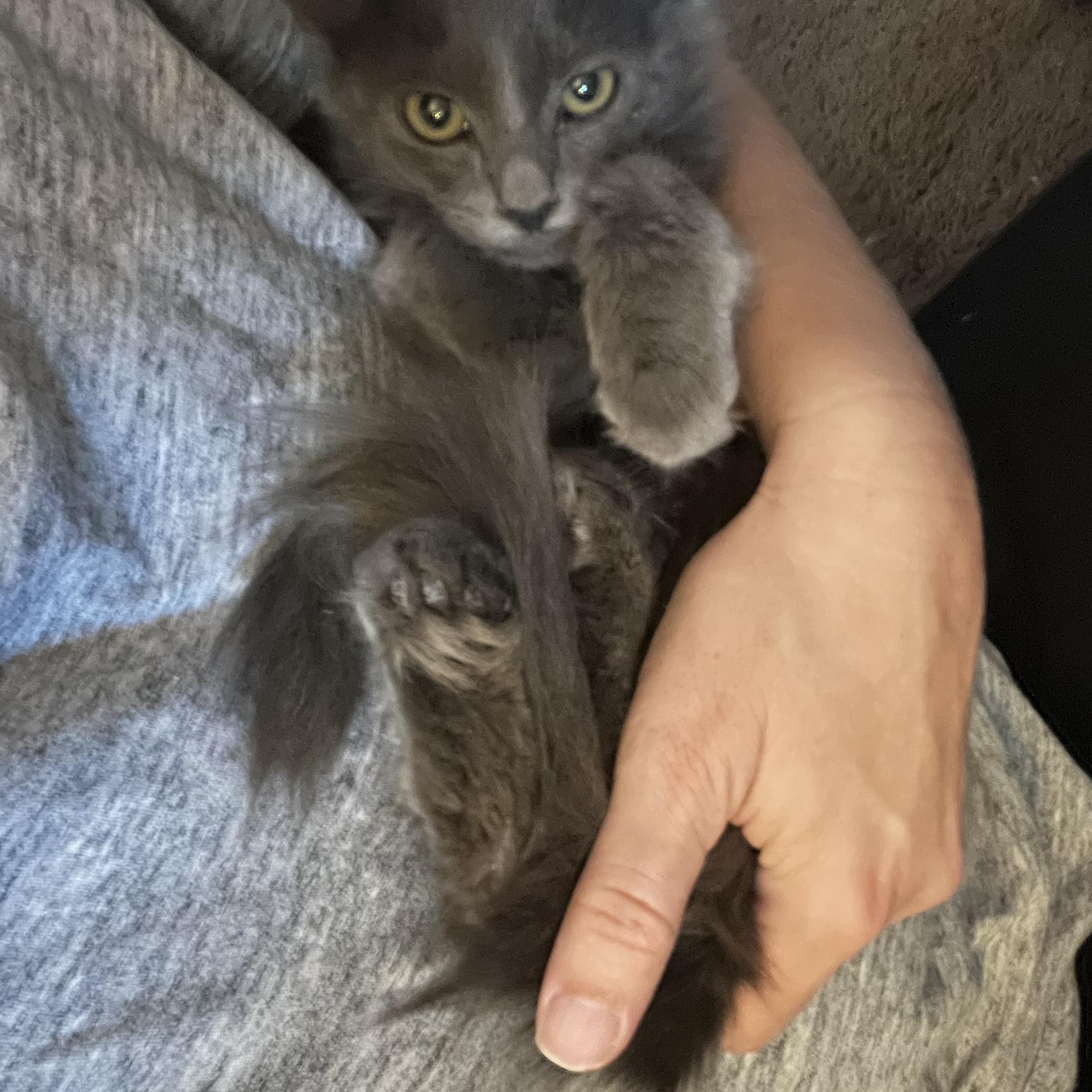 Enlarge Brooke Patricia 2, a Adoptable Russian Blue in Glendora, CA image 5/5