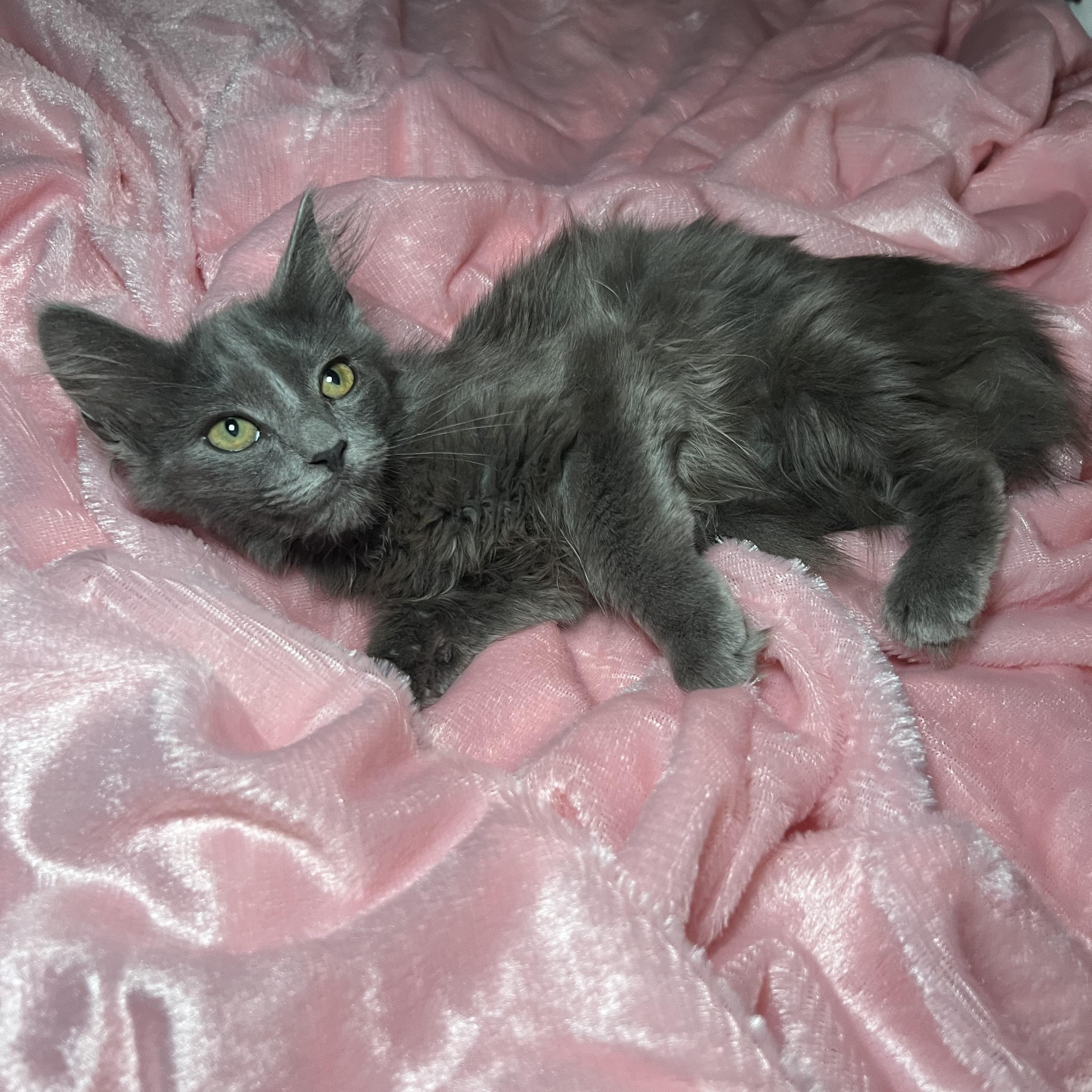 Enlarge Brooke Patricia 2, a Adoptable Russian Blue in Glendora, CA image 3/5