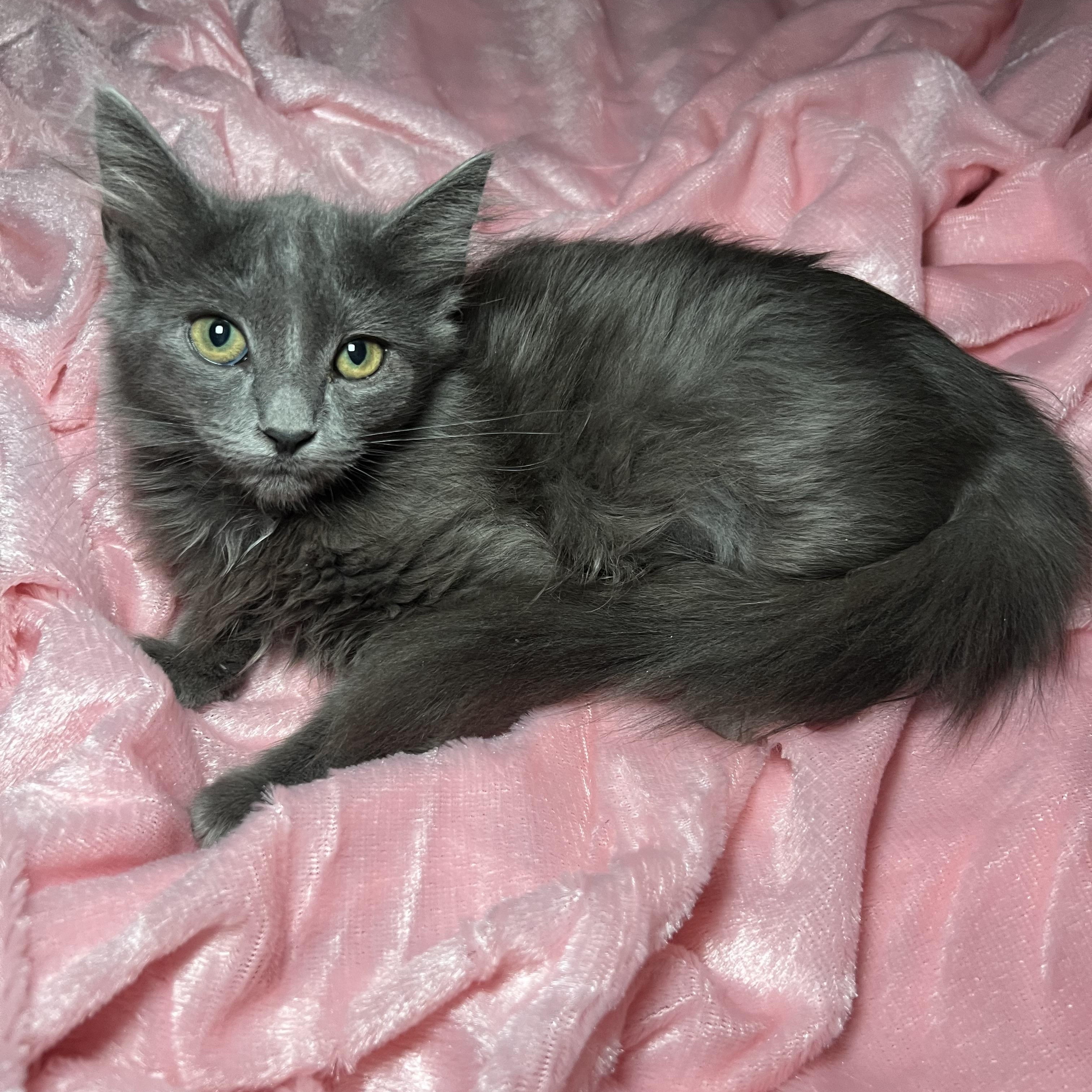 Enlarge Brooke Patricia 2, a Adoptable Russian Blue in Glendora, CA image 1/5