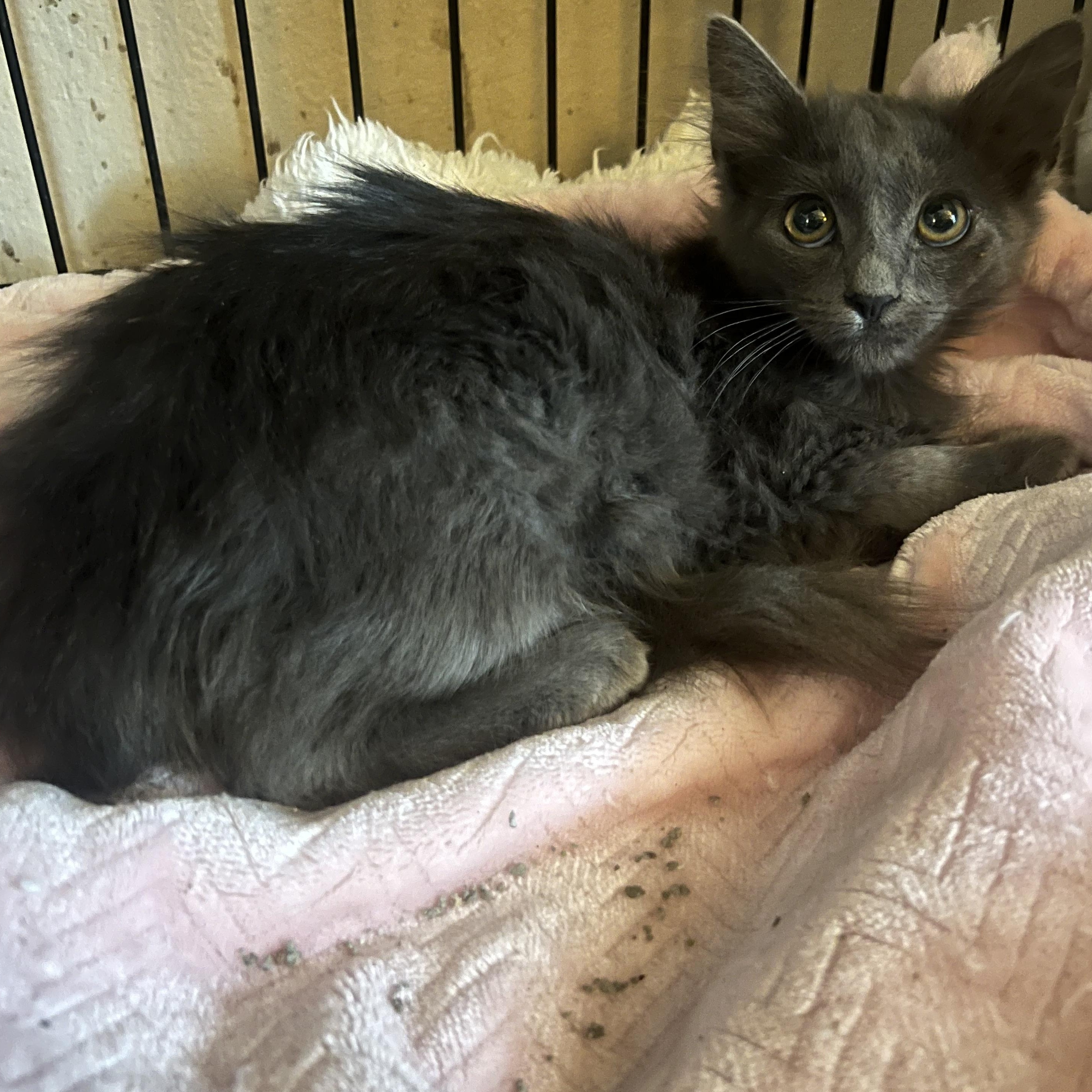 Enlarge Brooke Patricia 2, a Adoptable Russian Blue in Glendora, CA image 4/5