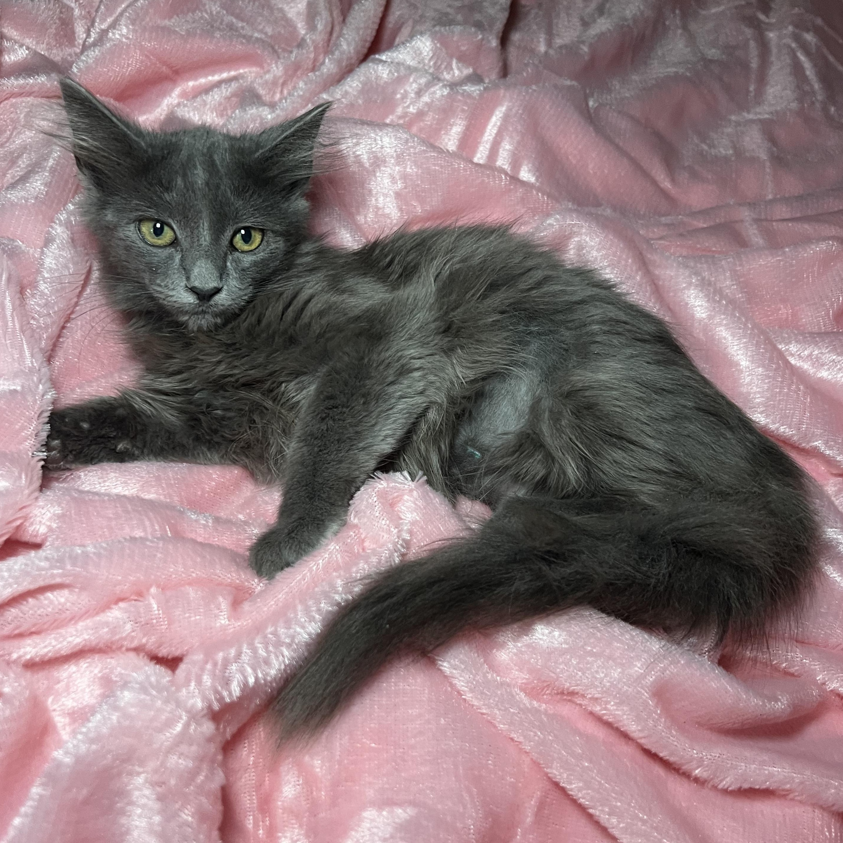 Enlarge Brooke Patricia 2, a Adoptable Russian Blue in Glendora, CA image 2/5