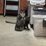 Enlarge Collette, a ADOPTABLE mixed breed in Pickering, ON image 5/5