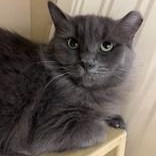 Collette, ADOPTABLE, Adult Female Russian Blue.