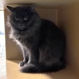 Enlarge Collette, a ADOPTABLE mixed breed in Pickering, ON image 4/5