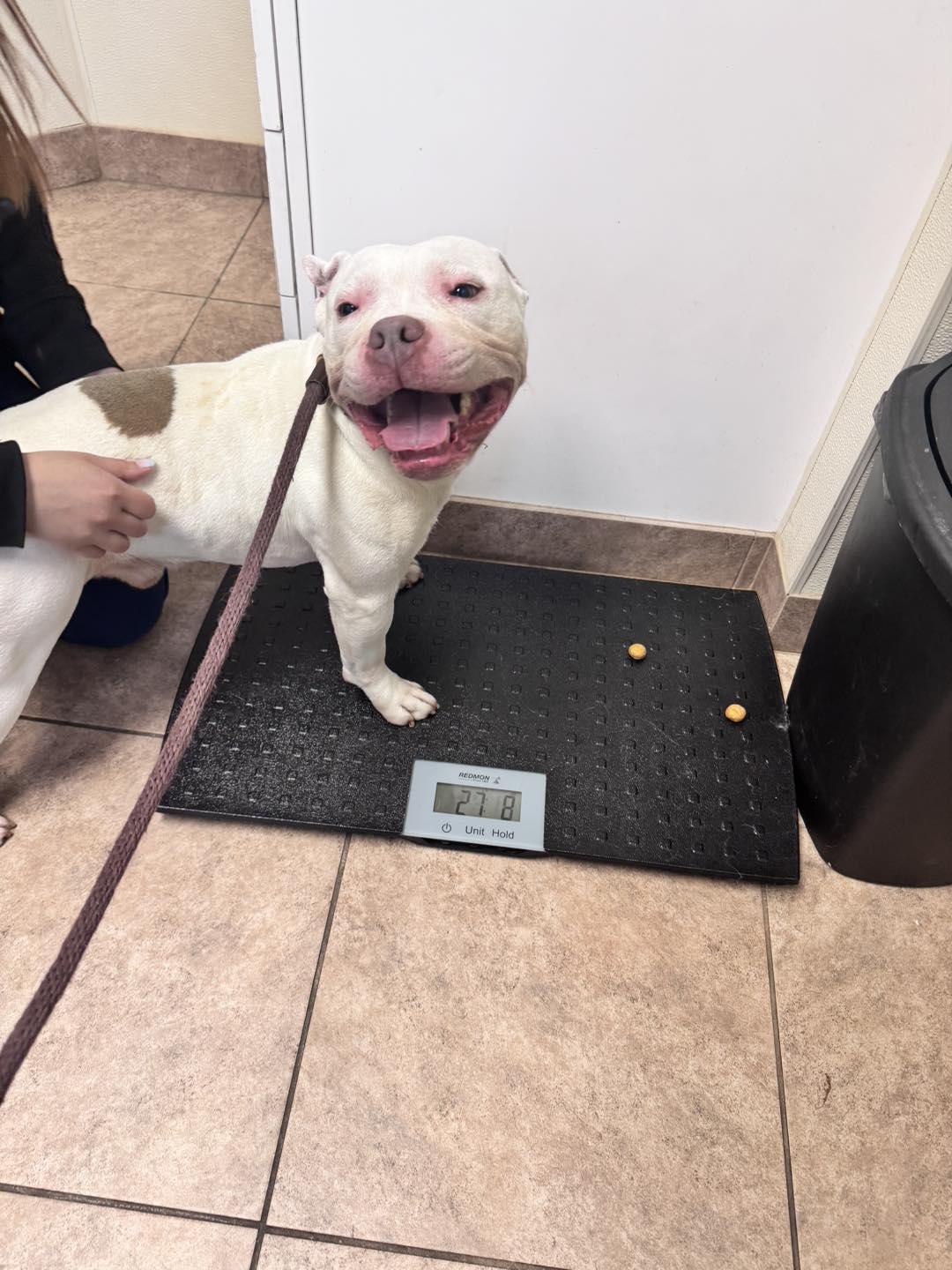 Enlarge Patch, a ADOPTABLE mixed breed in Passaic, NJ image 2/2