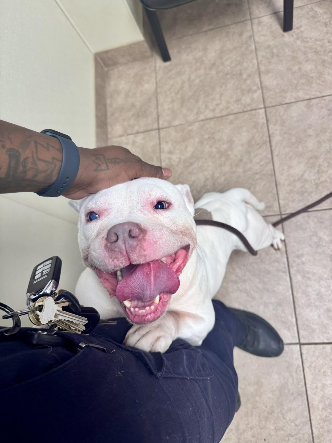 Patch, ADOPTABLE, Adult Male Pit Bull Terrier & Bulldog.