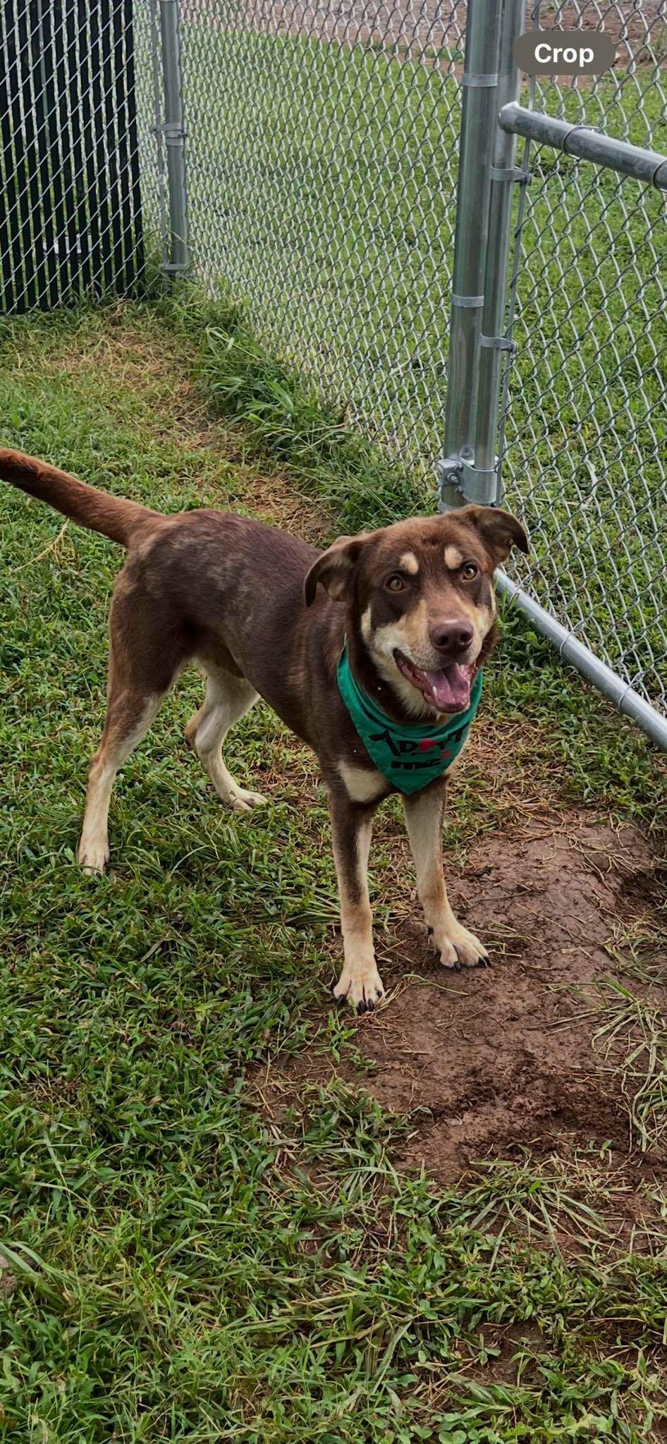 Bohdi, ADOPTABLE, Young Male Australian Kelpie & Husky.
