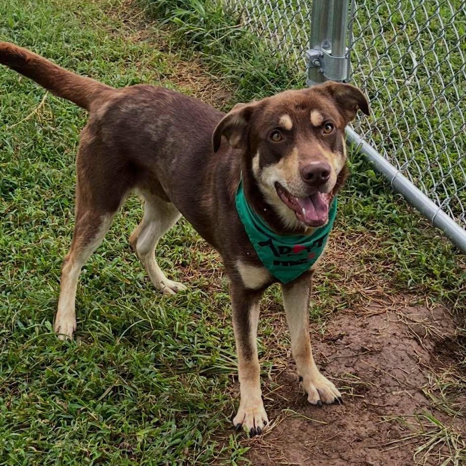 Enlarge Bohdi, a Adoptable mixed breed in Harrodsburg, KY image 1/3