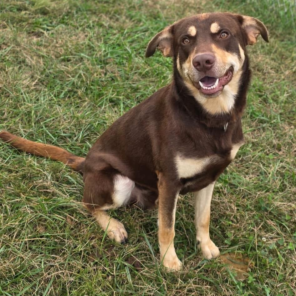 Enlarge Bohdi, a Adoptable mixed breed in Harrodsburg, KY image 2/3