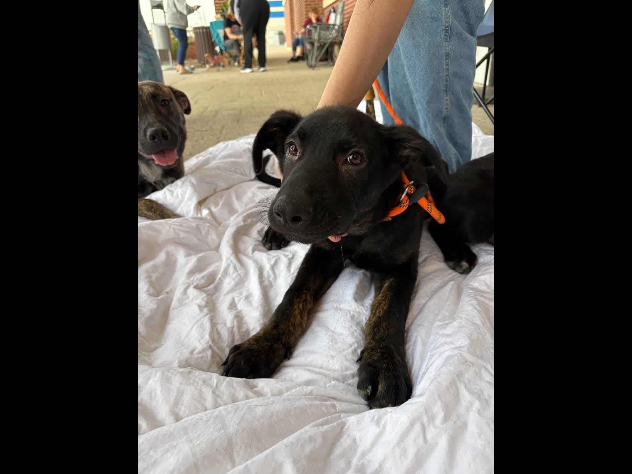 Enlarge Brownie, an adopted mixed breed in Sioux City, IA image 2/5