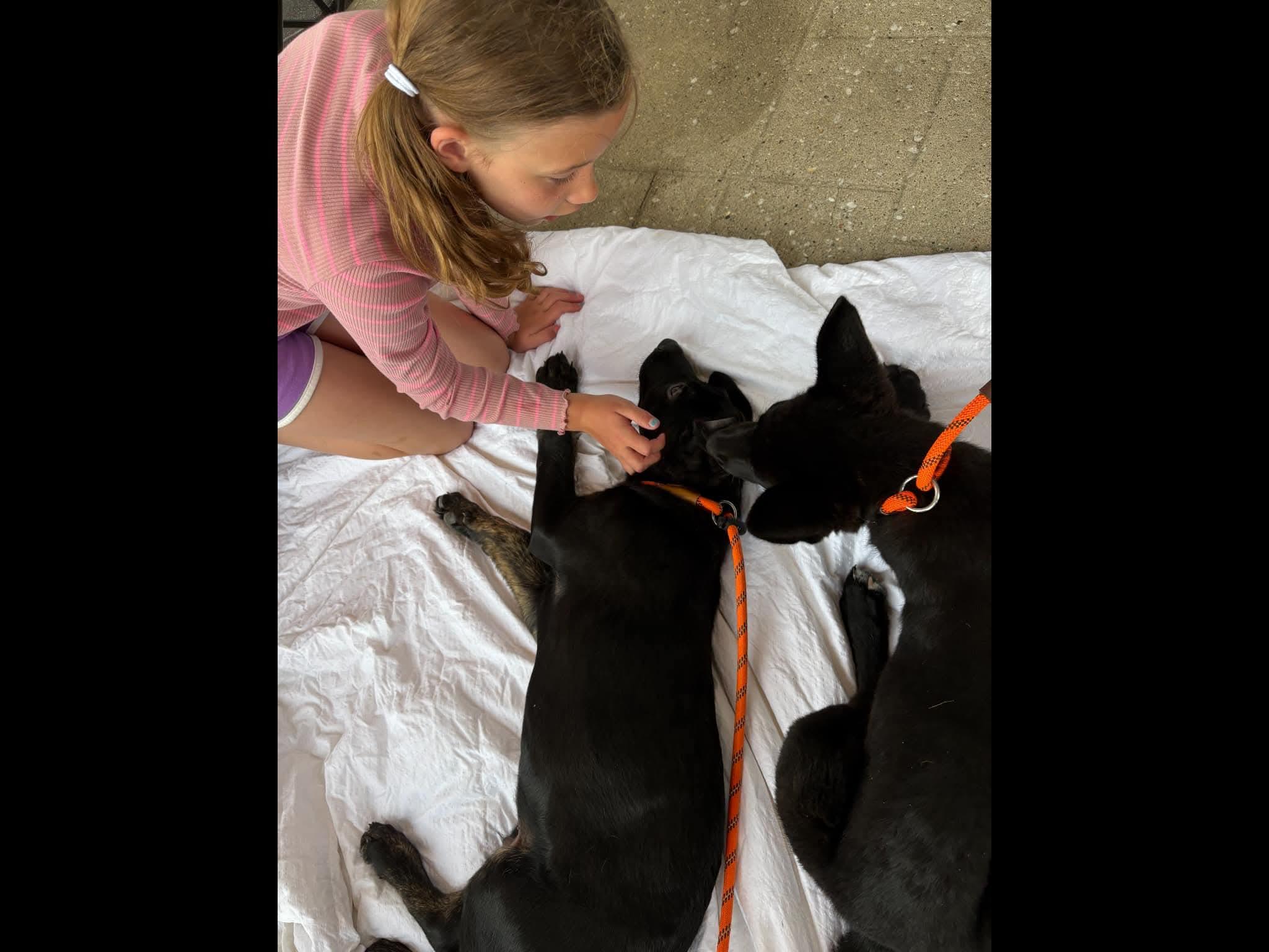 Enlarge Brownie, an adopted mixed breed in Sioux City, IA image 4/5