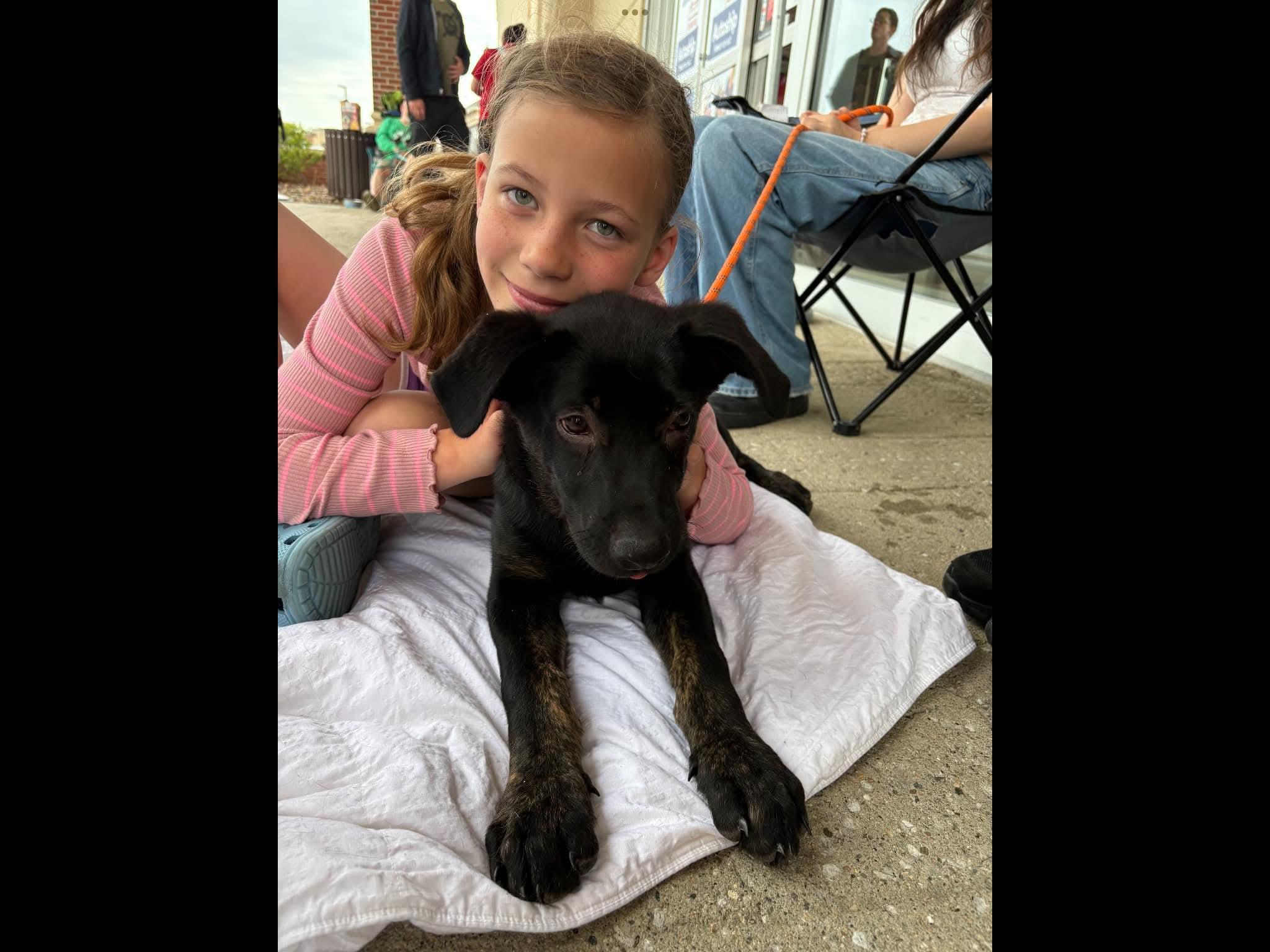 Enlarge Brownie, an adopted mixed breed in Sioux City, IA image 5/5