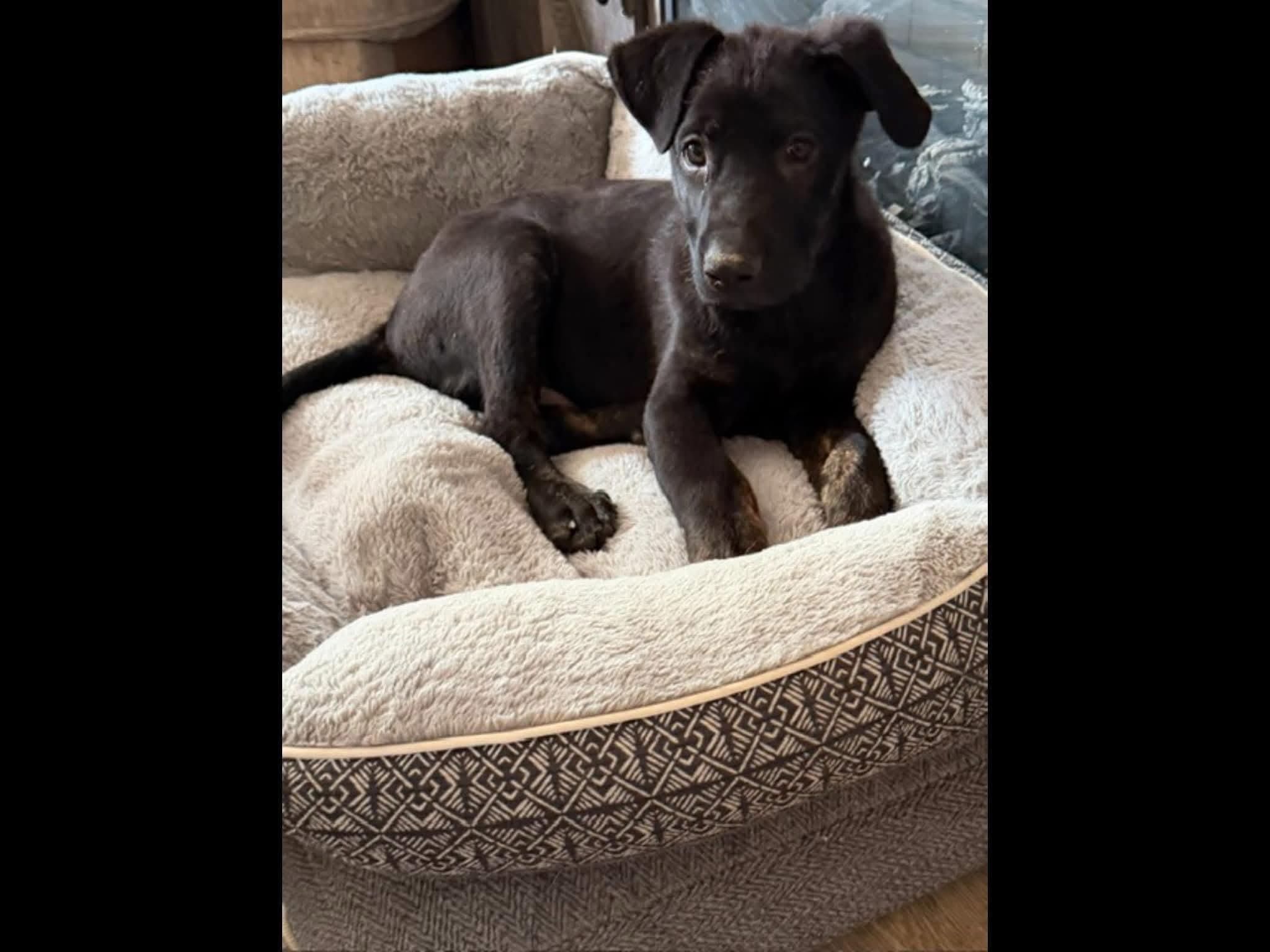 Brownie, adopted, Puppy Male Shepherd.