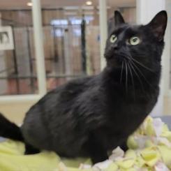 Enlarge Carolina, a Adoptable mixed breed in Waynesboro, PA image 1/3