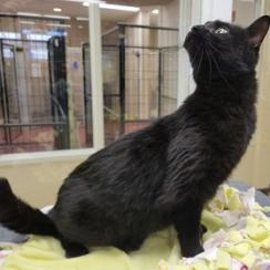Enlarge Carolina, a Adoptable mixed breed in Waynesboro, PA image 2/3