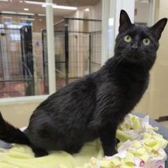 Enlarge Carolina, a Adoptable mixed breed in Waynesboro, PA image 3/3