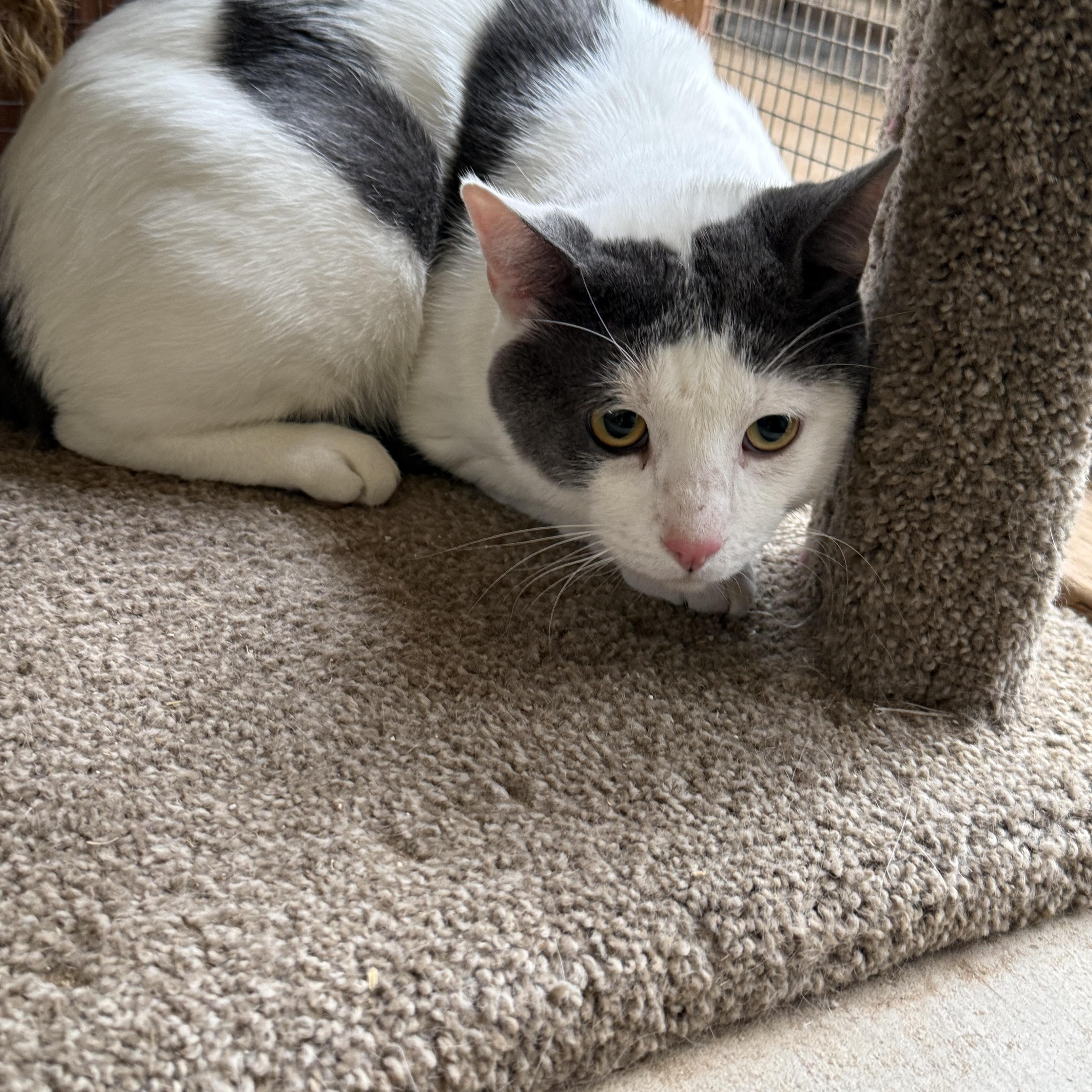Roar, Adoptable, Adult Male Domestic Short Hair.