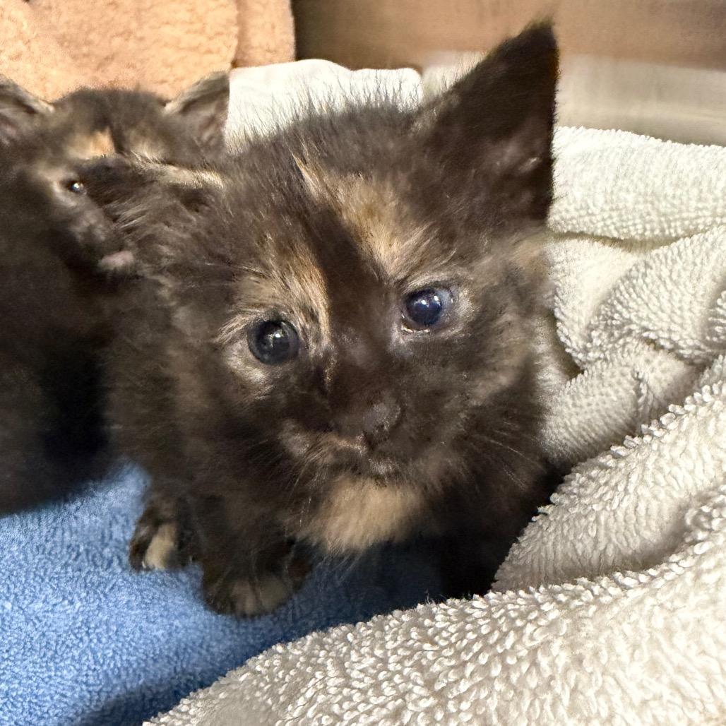 Annie, Adoptable, Kitten Female Domestic Short Hair.