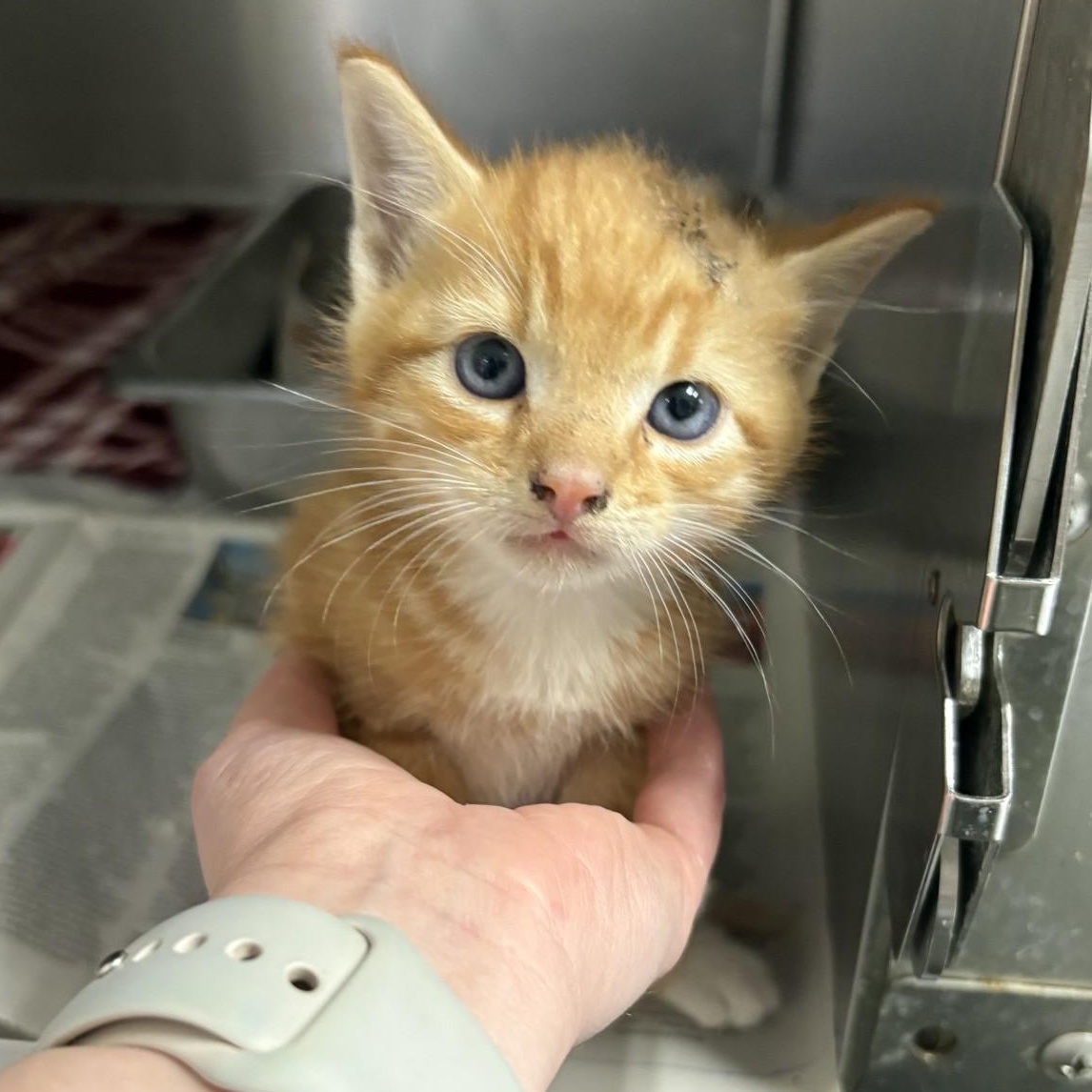 Copper, Adoptable, Kitten Male Domestic Short Hair.