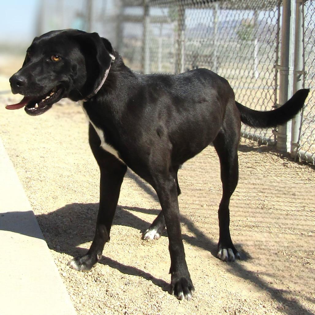 Enlarge Ebony, a Adoptable Mixed Breed in Las Cruces, NM image 1/6